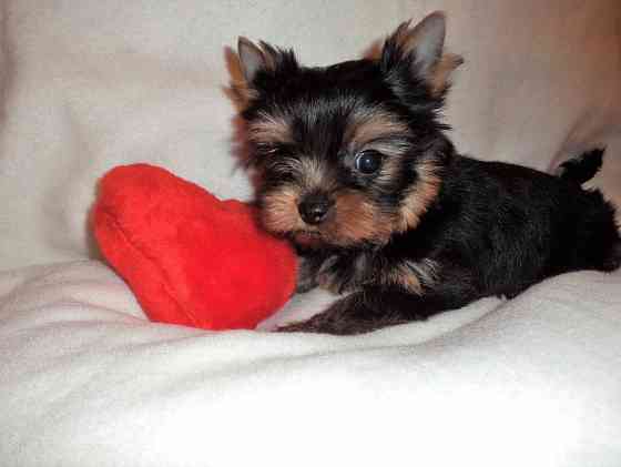 Мини Йорки Донецк