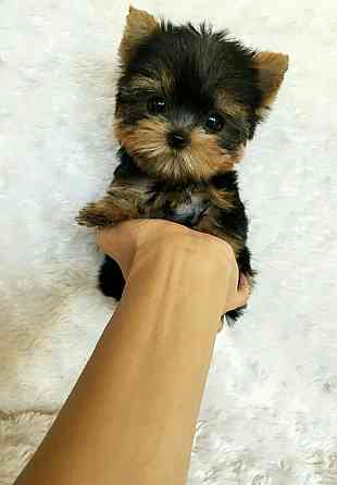 Мини Йорки Донецк