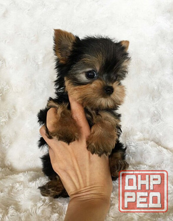 Мини Йорки Донецк - изображение 1