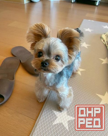 Мини Йорки Донецк - изображение 7