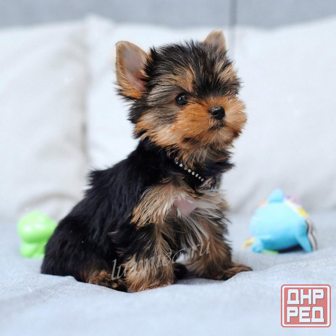 Щенки Йоркширского Терьера Донецк - изображение 7