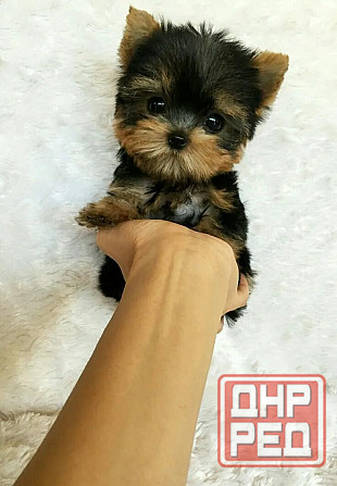 Мини Йорки Донецк - изображение 6