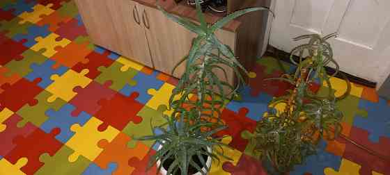 Алое древесный, столетник, лекарственный Донецк