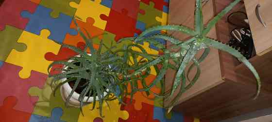 Алое древесный, столетник, лекарственный Донецк