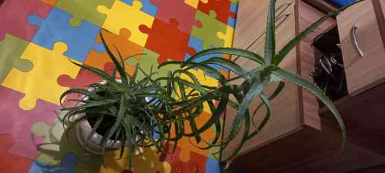 Алое древесный, столетник, лекарственный Донецк