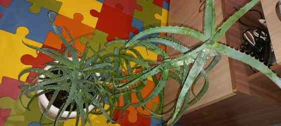 Алое древесный, столетник, лекарственный Донецк