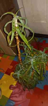 Алое древесный, столетник, лекарственный Донецк