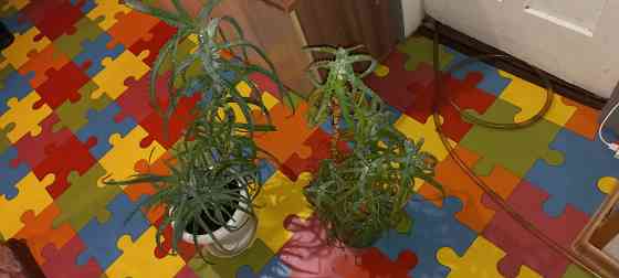 Алое древесный, столетник, лекарственный Донецк