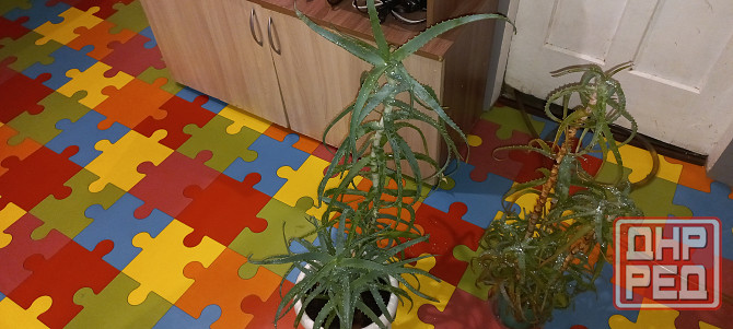 Алое древесный, столетник, лекарственный Донецк - изображение 6