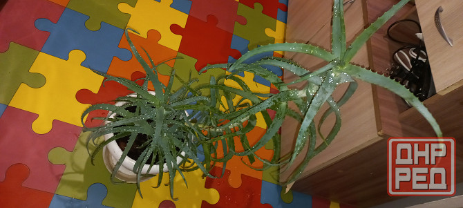 Алое древесный, столетник, лекарственный Донецк - изображение 2