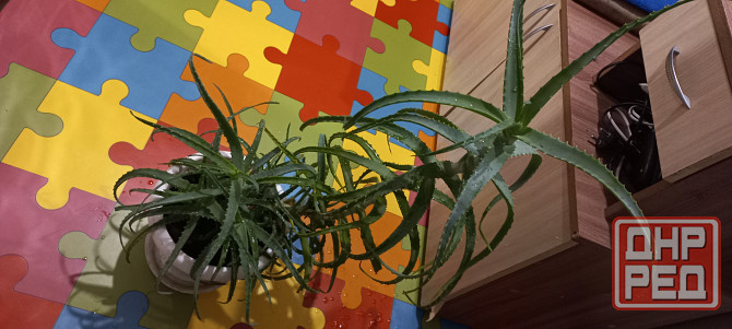 Алое древесный, столетник, лекарственный Донецк - изображение 1