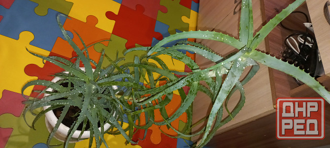 Алое древесный, столетник, лекарственный Донецк - изображение 3