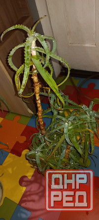 Алое древесный, столетник, лекарственный Донецк - изображение 4