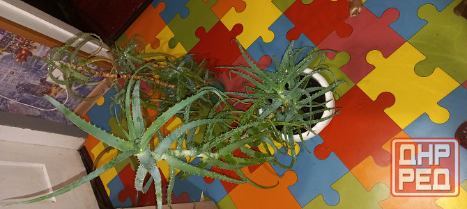 Алое древесный, столетник, лекарственный Донецк - изображение 7