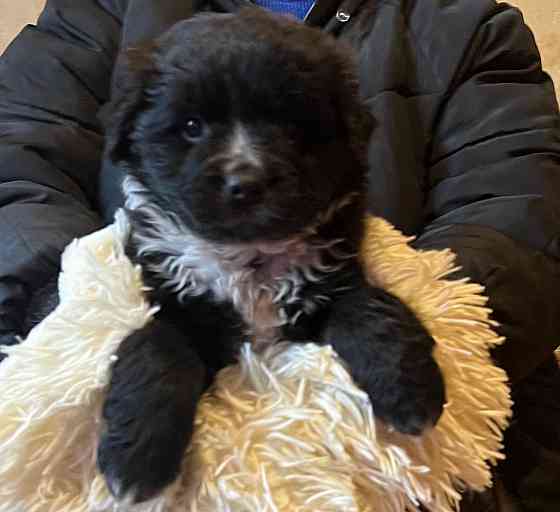 щенки в добрые руки щенок ищет дом Донецк