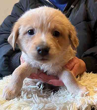 щенки в добрые руки щенок ищет дом Донецк