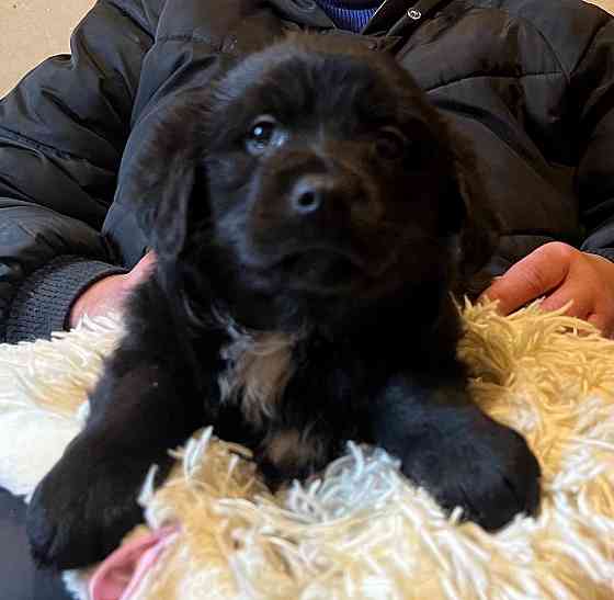 щенки в добрые руки щенок ищет дом Донецк