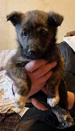 щенки в добрые руки щенок ищет дом Донецк