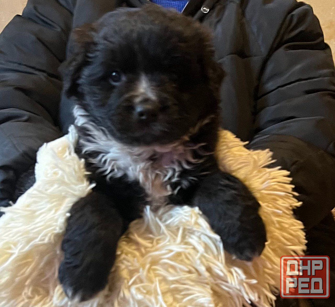 щенки в добрые руки щенок ищет дом Донецк - изображение 3