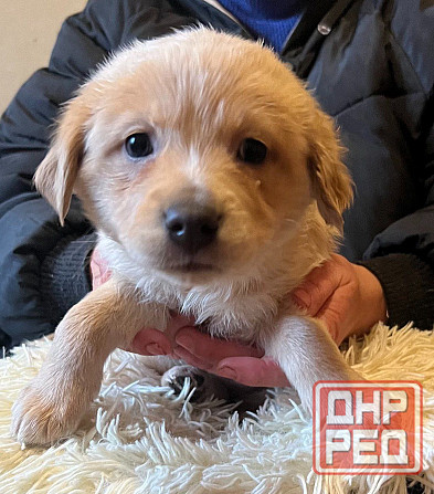 щенки в добрые руки щенок ищет дом Донецк - изображение 5