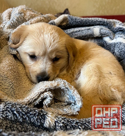 щенки в добрые руки щенок ищет дом Донецк - изображение 4