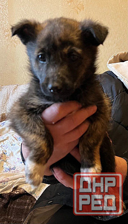 щенки в добрые руки щенок ищет дом Донецк - изображение 1