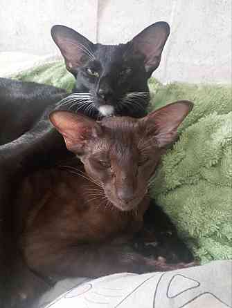 Продается Кошечка Енакиево