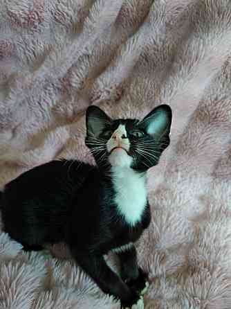 Продается Кошечка Енакиево