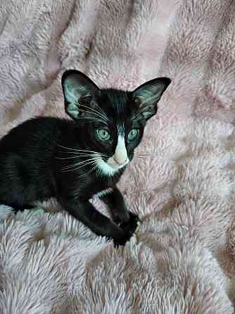 Продается Кошечка Енакиево