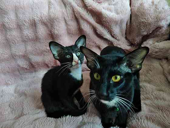 Продается Кошечка Енакиево