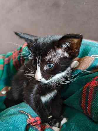 Продается Кошечка Енакиево