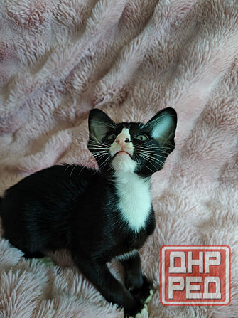 Продается Кошечка Енакиево - изображение 2