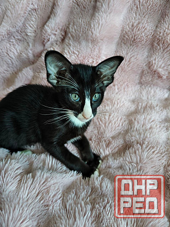 Продается Кошечка Енакиево - изображение 1