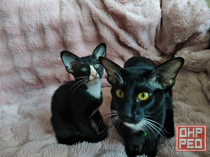 Продается Кошечка Енакиево - изображение 4