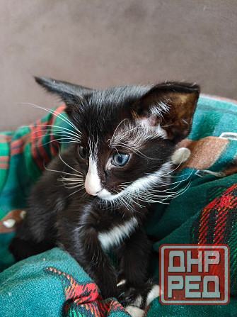 Продается Кошечка Енакиево - изображение 3