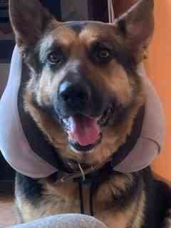 Продаются щенки овчарки. Собака самый настоящий друг. Твой Ангел-Хранитель. Преданный и верный тебе. Донецк