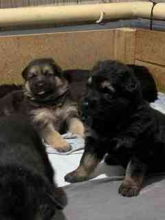 Продаются щенки овчарки. Собака самый настоящий друг. Твой Ангел-Хранитель. Преданный и верный тебе. Донецк