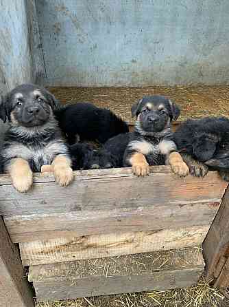 Продаются щенки овчарки. Собака самый настоящий друг. Твой Ангел-Хранитель. Преданный и верный тебе. Донецк