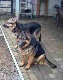 Продаются щенки овчарки. Собака самый настоящий друг. Твой Ангел-Хранитель. Преданный и верный тебе. Донецк