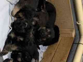 Продаются щенки овчарки. Собака самый настоящий друг. Твой Ангел-Хранитель. Преданный и верный тебе. Донецк