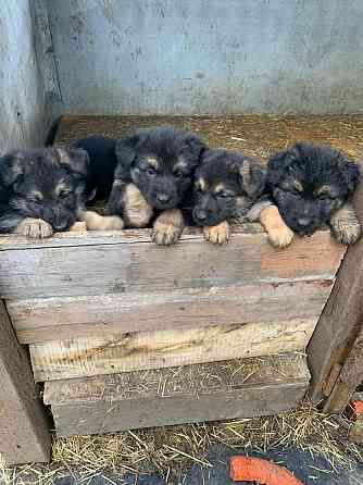 Продаются щенки овчарки. Собака самый настоящий друг. Твой Ангел-Хранитель. Преданный и верный тебе. Донецк