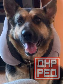 Продаются щенки овчарки. Собака самый настоящий друг. Твой Ангел-Хранитель. Преданный и верный тебе. Донецк - изображение 3