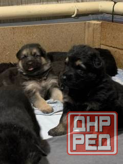 Продаются щенки овчарки. Собака самый настоящий друг. Твой Ангел-Хранитель. Преданный и верный тебе. Донецк - изображение 1