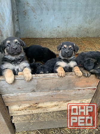 Продаются щенки овчарки. Собака самый настоящий друг. Твой Ангел-Хранитель. Преданный и верный тебе. Донецк - изображение 2