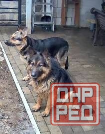 Продаются щенки овчарки. Собака самый настоящий друг. Твой Ангел-Хранитель. Преданный и верный тебе. Донецк - изображение 2