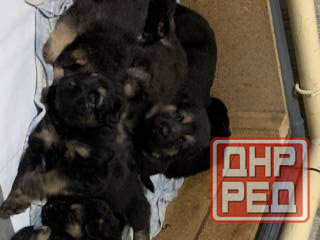 Продаются щенки овчарки. Собака самый настоящий друг. Твой Ангел-Хранитель. Преданный и верный тебе. Донецк - изображение 4