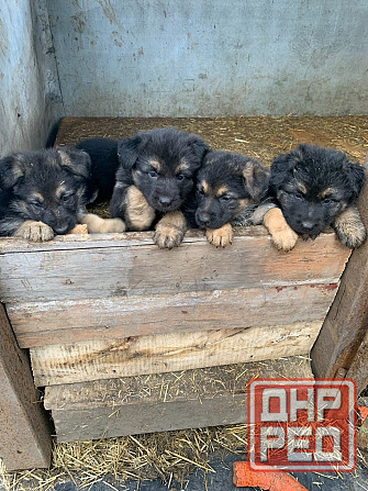 Продаются щенки овчарки. Собака самый настоящий друг. Твой Ангел-Хранитель. Преданный и верный тебе. Донецк - изображение 1