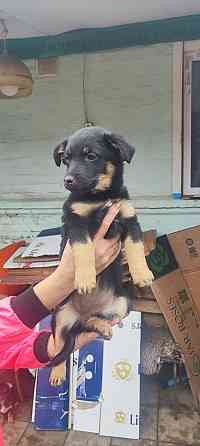 Щенки в добрые руки Донецк