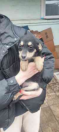 Щенки в добрые руки Донецк