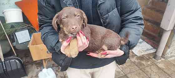 Щенки в добрые руки Донецк